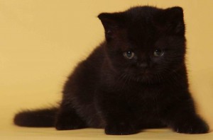 Черный британец фото. Черный британский котенок. Британские котята черного окраса.  
